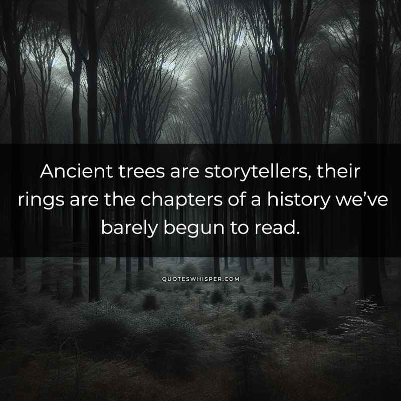 Ancient trees are storytellers, their rings are the chapters of a history we’ve barely begun to read.