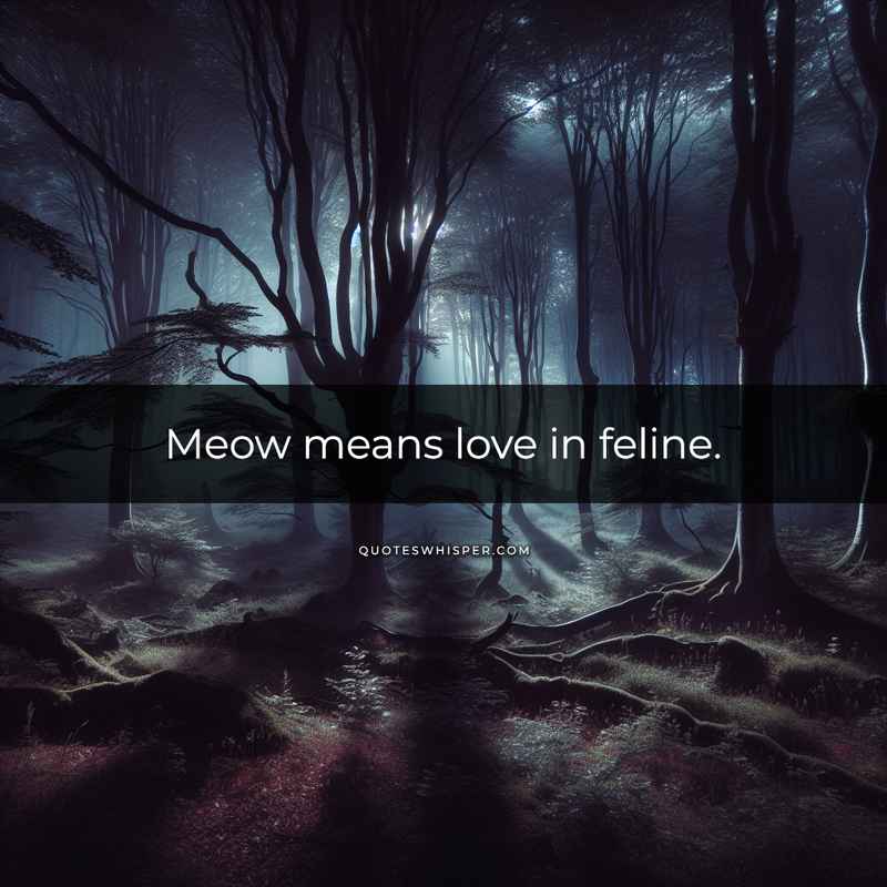 Meow means love in feline.