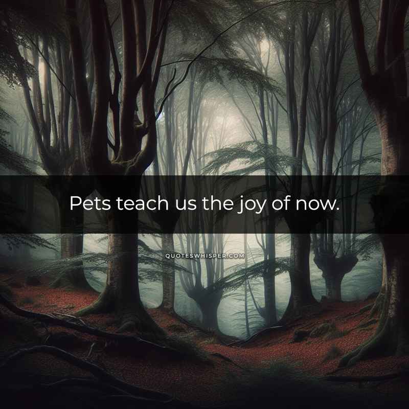 Pets teach us the joy of now.