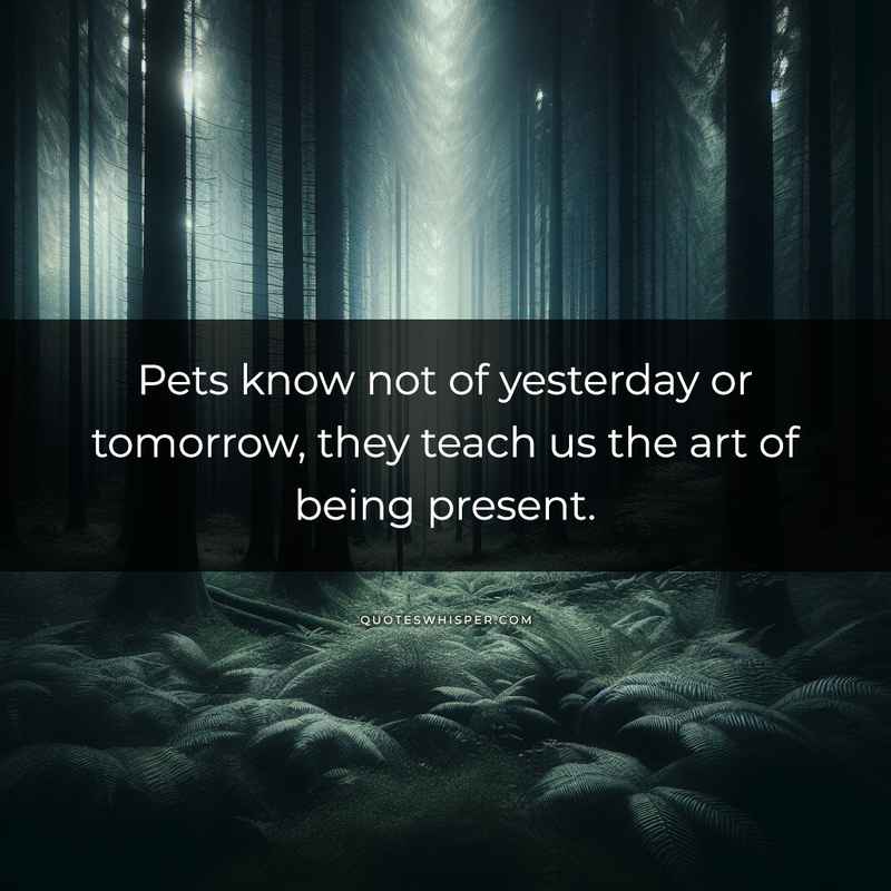 Pets know not of yesterday or tomorrow, they teach us the art of being present.